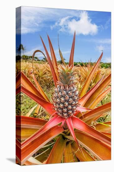 Red pineapple with fruit, Maui, Hawaii, USA-David Fleetham-Premier Image Canvas