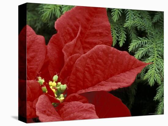 Red Poinsettia and Fir Bow, Washington, USA-null-Premier Image Canvas