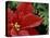 Red Poinsettia and Fir Bow, Washington, USA-null-Premier Image Canvas