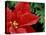 Red Poinsettia, Washington, USA-null-Premier Image Canvas