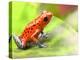 Red Poison Arrow Frog on Leaf. Oophaga Pumilio, an Amphibian of the Tropical Rainforest in Panama.-kikkerdirk-Premier Image Canvas