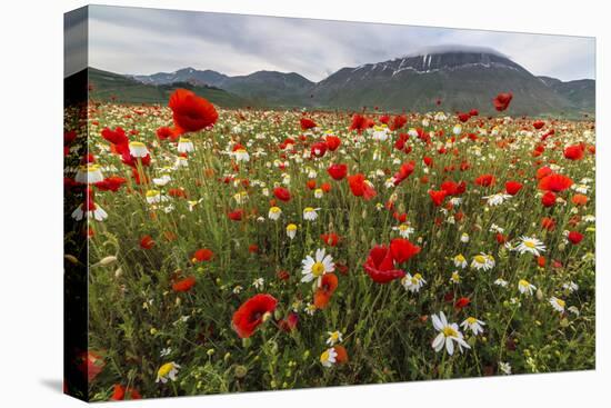 Red poppies and daisies in bloom, Castelluccio di Norcia, Province of Perugia, Umbria, Italy-Roberto Moiola-Premier Image Canvas