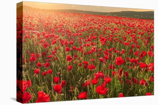 Red poppies, backlit field at sunrise, beautiful wild flowers, Peak District National Park, Baslow-Eleanor Scriven-Premier Image Canvas