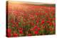 Red poppies, backlit field at sunrise, beautiful wild flowers, Peak District National Park, Baslow-Eleanor Scriven-Premier Image Canvas