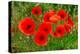 Red Poppies in French Landscape-Ivonnewierink-Premier Image Canvas