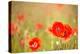 Red Poppies with Out of Focus Poppy Field-ZoomTeam-Premier Image Canvas
