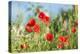 Red poppies-Jim Engelbrecht-Premier Image Canvas