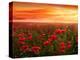 Red poppies-Marco Carmassi-Premier Image Canvas