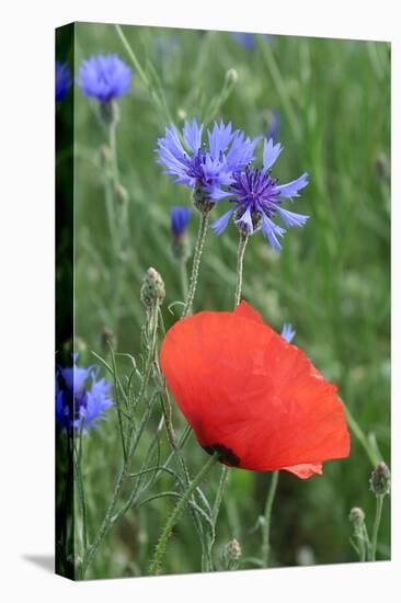 Red Poppy and Cornflowers-null-Premier Image Canvas