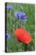 Red Poppy and Cornflowers-null-Premier Image Canvas