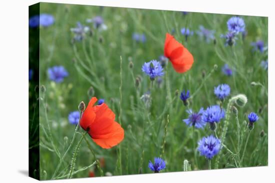 Red Poppy and Cornflowers-null-Premier Image Canvas