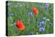 Red Poppy and Cornflowers-null-Premier Image Canvas