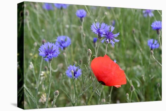 Red Poppy and Cornflowers-null-Premier Image Canvas