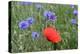 Red Poppy and Cornflowers-null-Premier Image Canvas