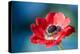 Red Poppy Blossom, Close-Up-Brigitte Protzel-Premier Image Canvas