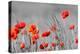 Red Poppy Flowers with Black and White Background-SNEHITDESIGN-Premier Image Canvas