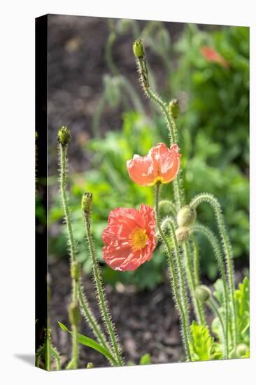 Red Poppy, garden, USA-Lisa S. Engelbrecht-Premier Image Canvas