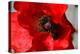 Red Poppy I-Brian Moore-Premier Image Canvas