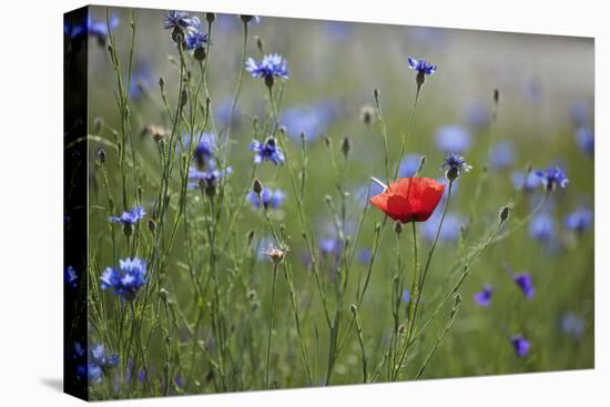 Red Poppy (Papaver Rhoeas) Brown Knapweed (Centaurea Jacea) and Forking Larkspur, Slovakia-Wothe-Premier Image Canvas