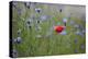 Red Poppy (Papaver Rhoeas) Brown Knapweed (Centaurea Jacea) and Forking Larkspur, Slovakia-Wothe-Premier Image Canvas