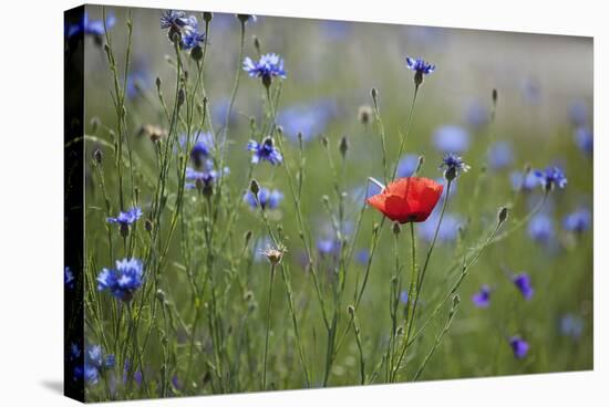 Red Poppy (Papaver Rhoeas) Brown Knapweed (Centaurea Jacea) and Forking Larkspur, Slovakia-Wothe-Premier Image Canvas