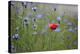 Red Poppy (Papaver Rhoeas) Brown Knapweed (Centaurea Jacea) and Forking Larkspur, Slovakia-Wothe-Premier Image Canvas
