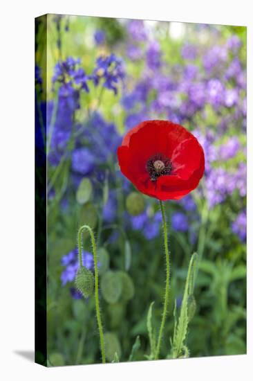 Red poppy-Lisa S. Engelbrecht-Premier Image Canvas