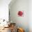 Red Poppy-Patricia Pinto-Stretched Canvas displayed on a wall