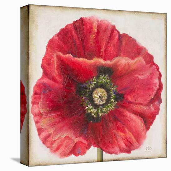 Red Poppy-Patricia Pinto-Stretched Canvas