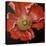 Red Poppy-Cherie Roe Dirksen-Premier Image Canvas