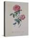 Red Provence Rose, A Botanical Illustration-Georg Dionysius Ehret-Premier Image Canvas