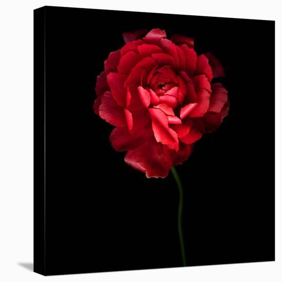 Red Ranunculus-Magda Indigo-Premier Image Canvas