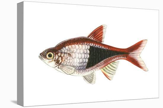 Red Rasbora (Rasbora Heteromorpha), Fishes-Encyclopaedia Britannica-Stretched Canvas