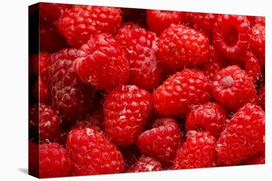 Red Raspberries, Keizer, Oregon, USA-Rick A Brown-Premier Image Canvas