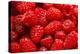 Red Raspberries, Keizer, Oregon, USA-Rick A Brown-Premier Image Canvas