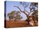 Red River Gum Tree, Eucalyptus Camaldulensis, Flinders Range, South Australia, Australia, Pacific-Neale Clarke-Premier Image Canvas