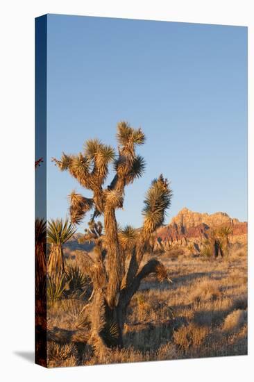 Red Rock Canyon Outside Las Vegas, Nevada, USA-Michael DeFreitas-Premier Image Canvas