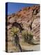 Red Rock Canyon, Spring Mountains, Mojave Desert, Near Las Vegas, Nevada, USA-Fraser Hall-Premier Image Canvas