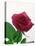 Red Rose, 1999-Norman Hollands-Premier Image Canvas