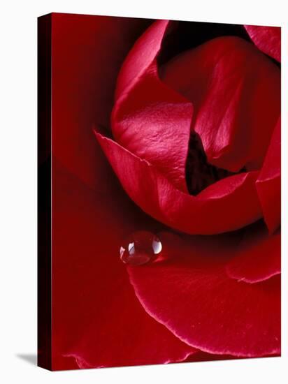 Red Rose, American Beauty, with Tear Drop, Rochester, Michigan, USA-Claudia Adams-Premier Image Canvas