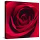 Red Rose I-Monika Burkhart-Premier Image Canvas