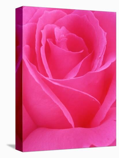 Red Rose Petals-John McAnulty-Premier Image Canvas