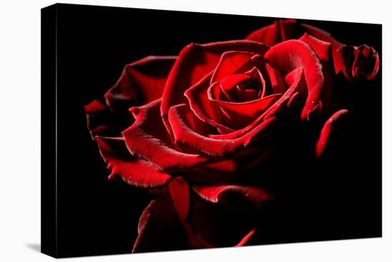 Red Rose-afitz-Premier Image Canvas