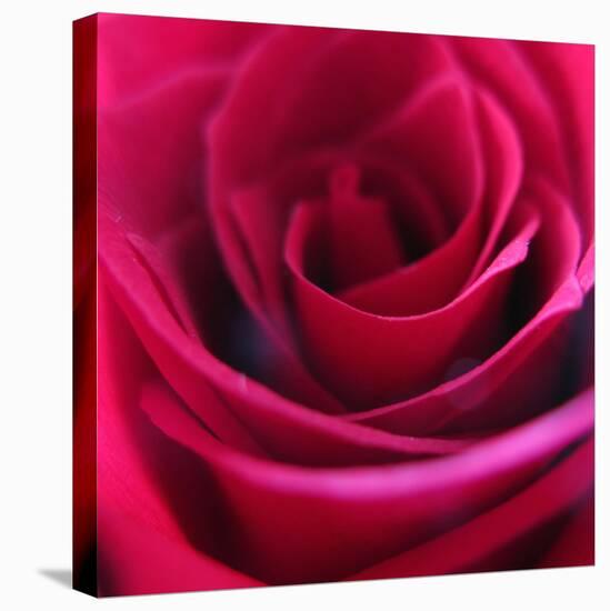 Red Rose-Carolina Hernandez-Premier Image Canvas