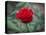 Red Rose-Michael Scheufler-Premier Image Canvas