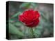 Red Rose-Michael Scheufler-Premier Image Canvas