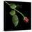 Red Rosebud-Magda Indigo-Premier Image Canvas