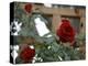 Red Roses-Nicole Katano-Stretched Canvas