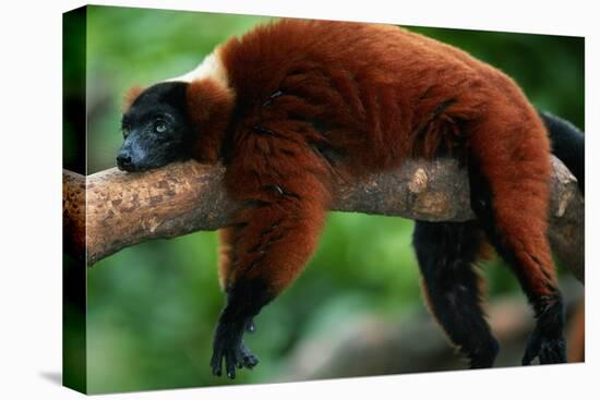 Red Ruffed Lemur (Varcia Variegata) Lying on Branch, Captive, Madagascar-Anup Shah-Premier Image Canvas