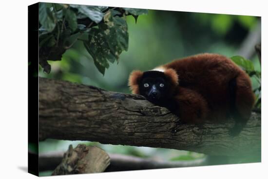 Red Ruffed Lemur (Varecia Variegata Ruber) Lying down on Branch, Madagascar-Anup Shah-Premier Image Canvas